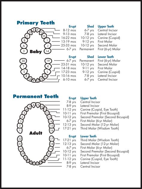 Free Printable Teeth Chart